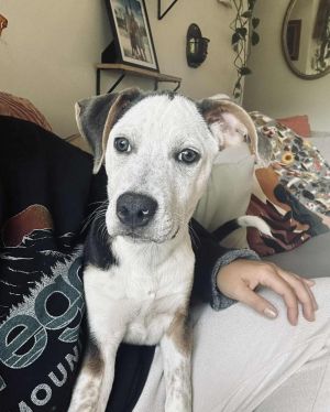 Porter - Preppy Pup Litter, Baby Male Hound