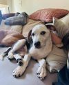 Porter - Preppy Pup Litter photo 2