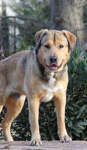 Bjorn, Adult Male Retriever