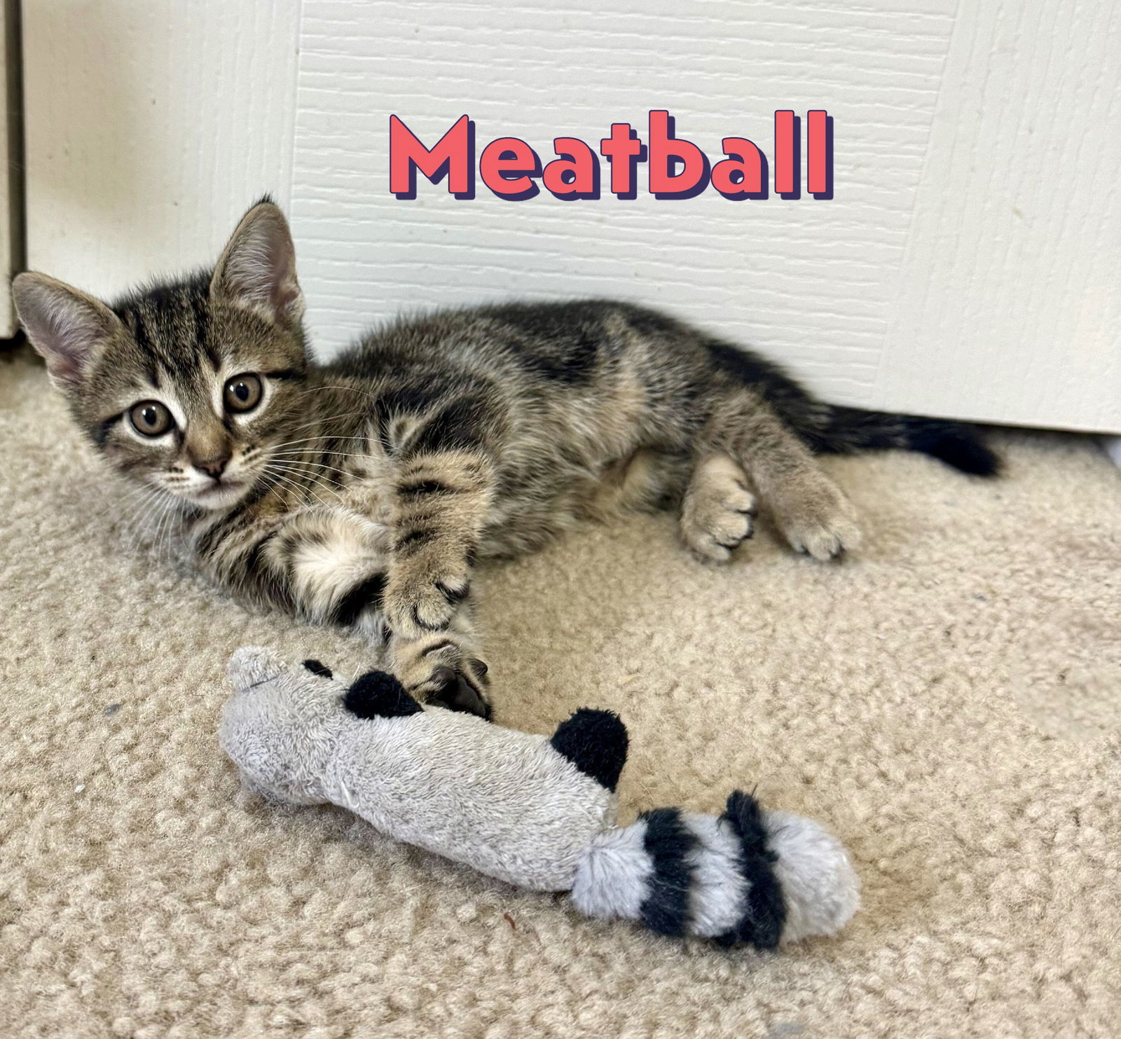 Meatball #la-dolce-vita