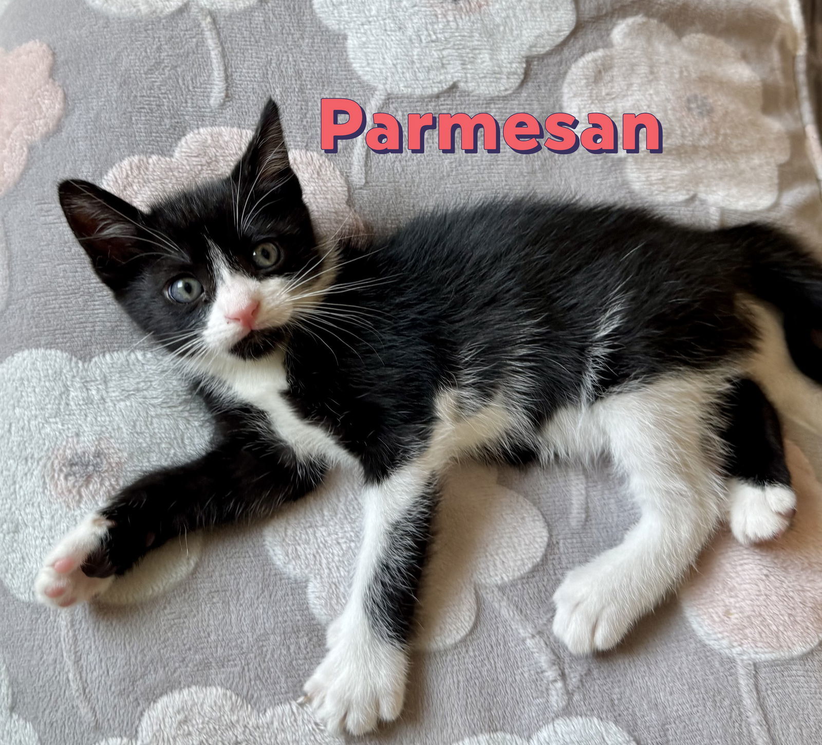 Parmesan #la-dolce-vita