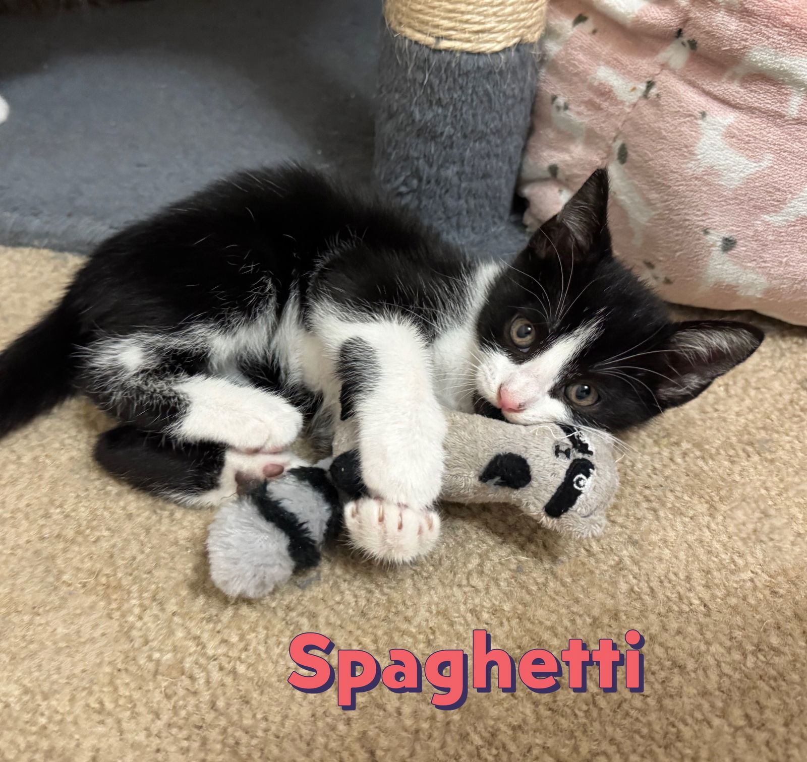Spaghetti #la-dolce-vita