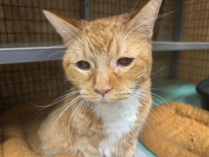 Chuxay, Senior Male Domestic Short Hair
