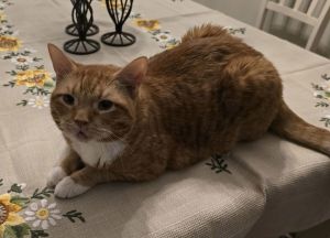 Frizzle Sizzle, Senior Male Domestic Short Hair