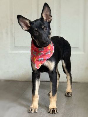 Aileen, Adult Female German Shepherd Dog