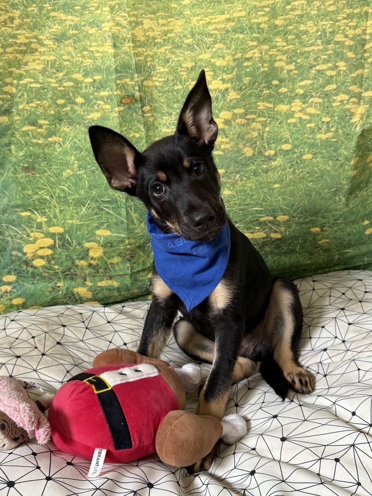 Oswald
