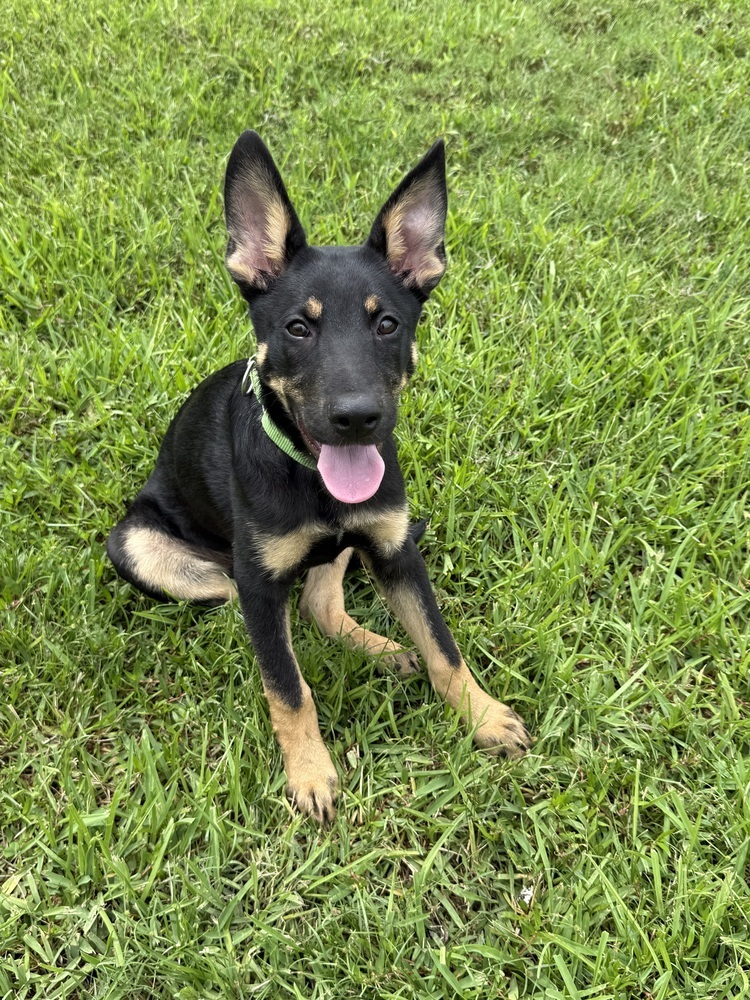 Oswald