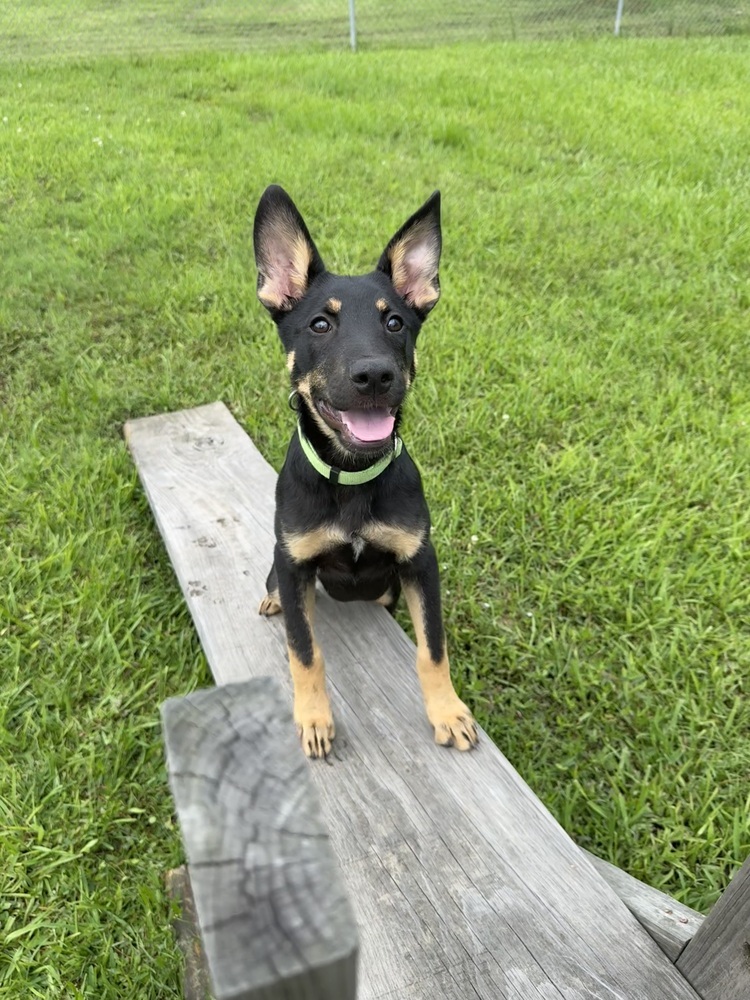 Oswald
