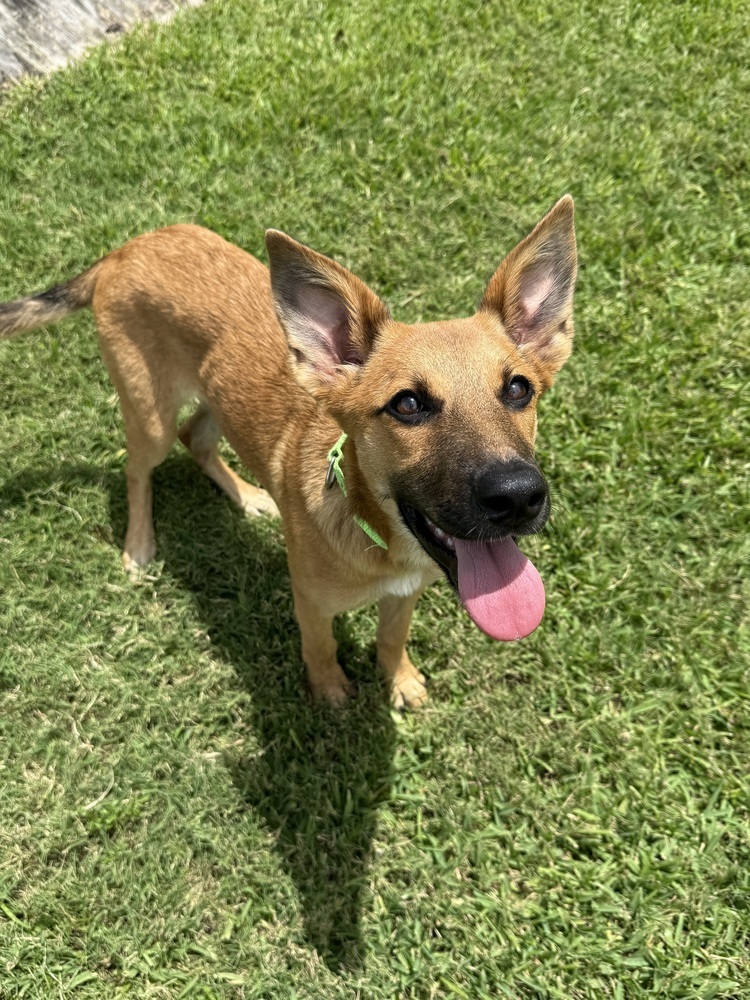 Finley