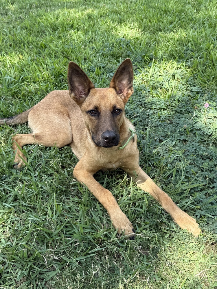 Angus