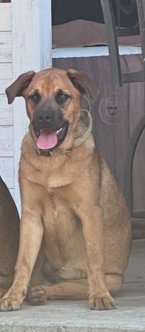 Honey - Diamond Pup