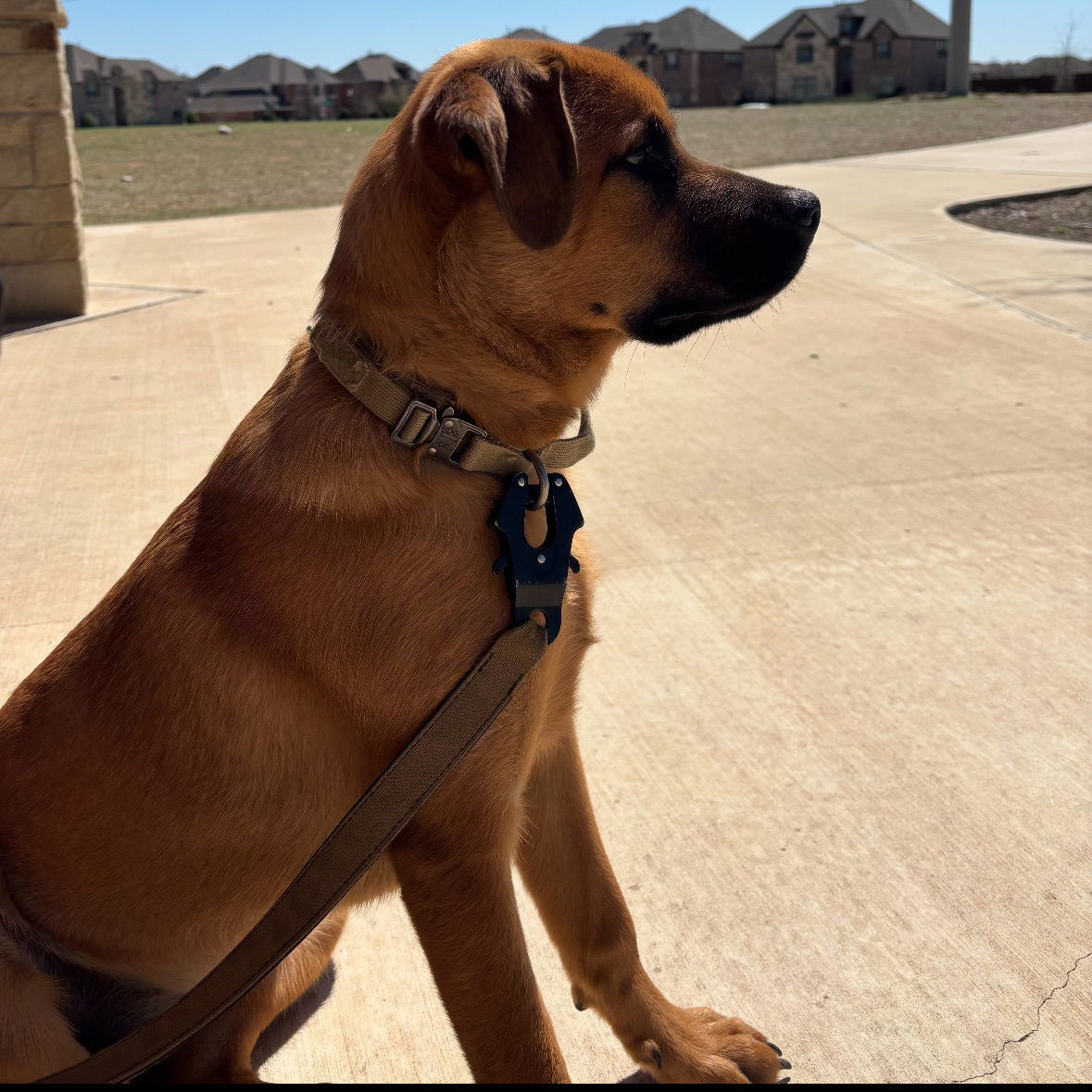 Honey - Diamond Pup