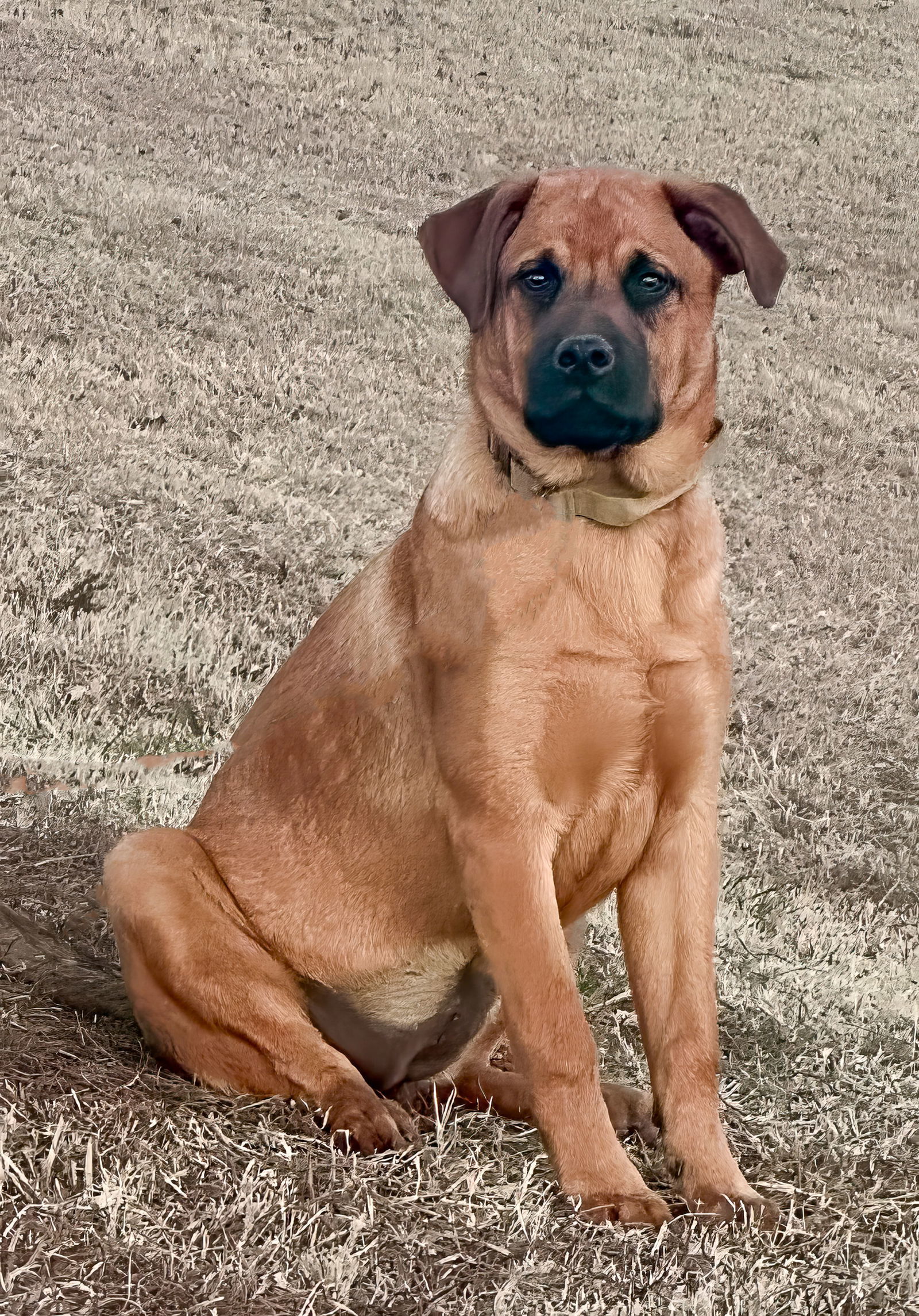 Honey - Diamond Pup