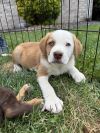 Caspian