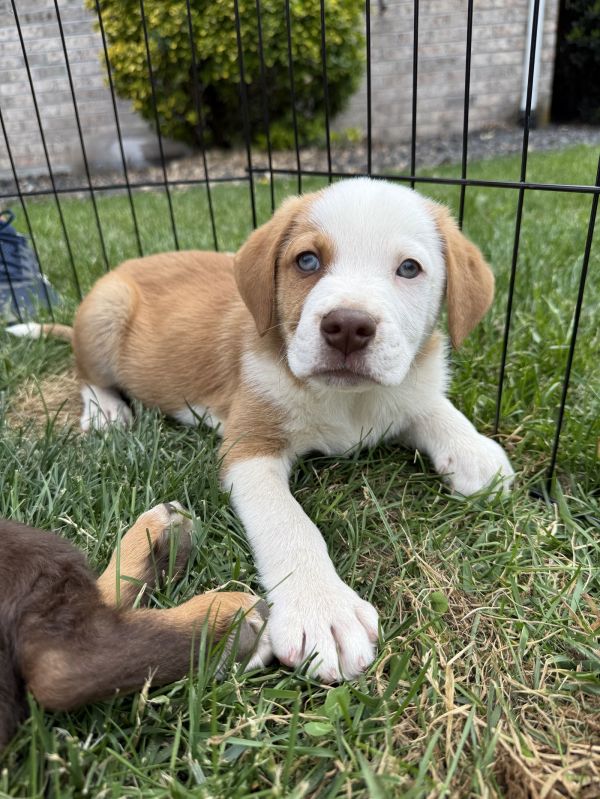 Caspian