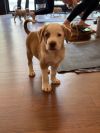 Caspian