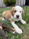 Caspian