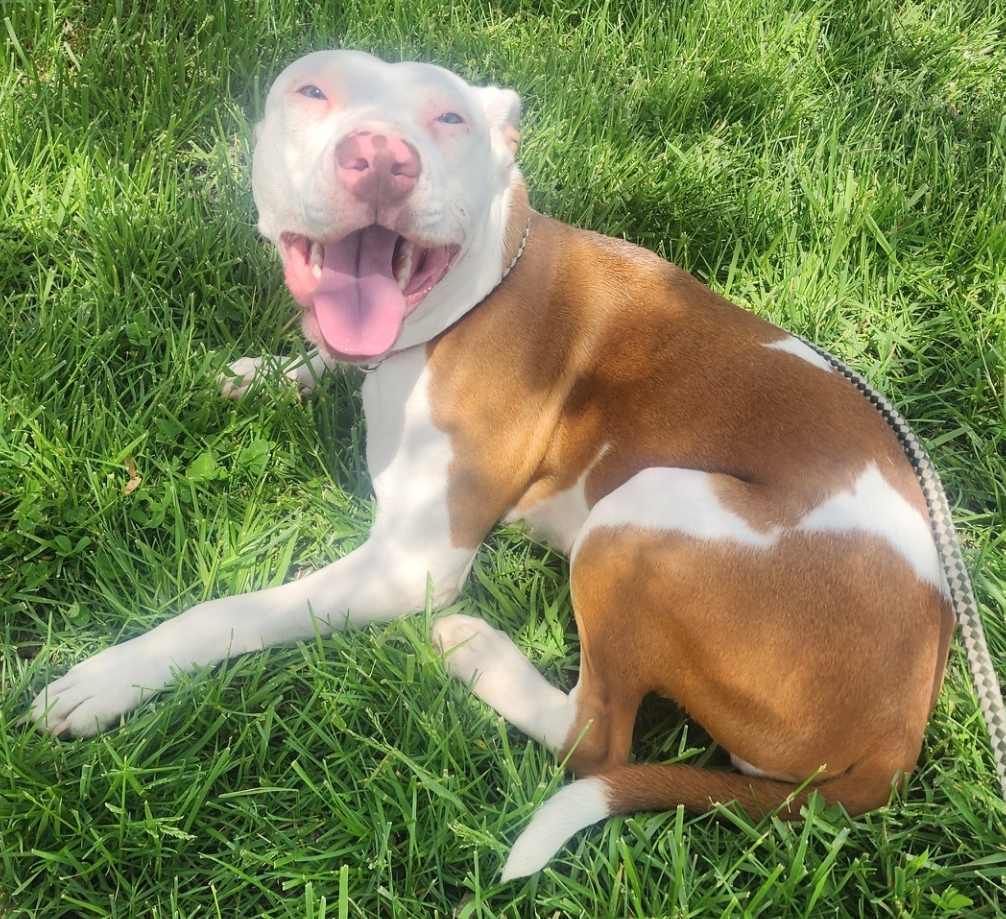Bella