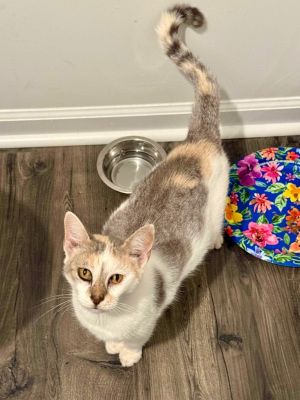 Daphne Domestic Short Hair Cat