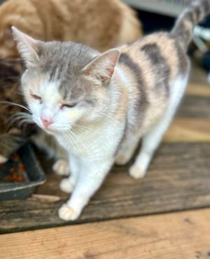 Dasia is friendly and outgoing She enjoys being petted by all and likes to sleep with her favorite 