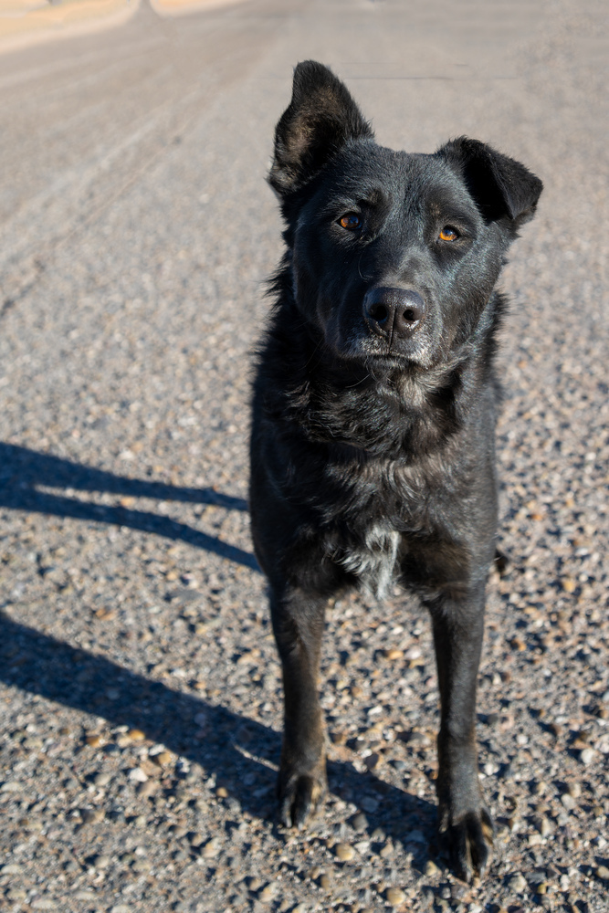 Mimi, an adoptable Shepherd in Page, AZ, 86040 | Photo Image 1