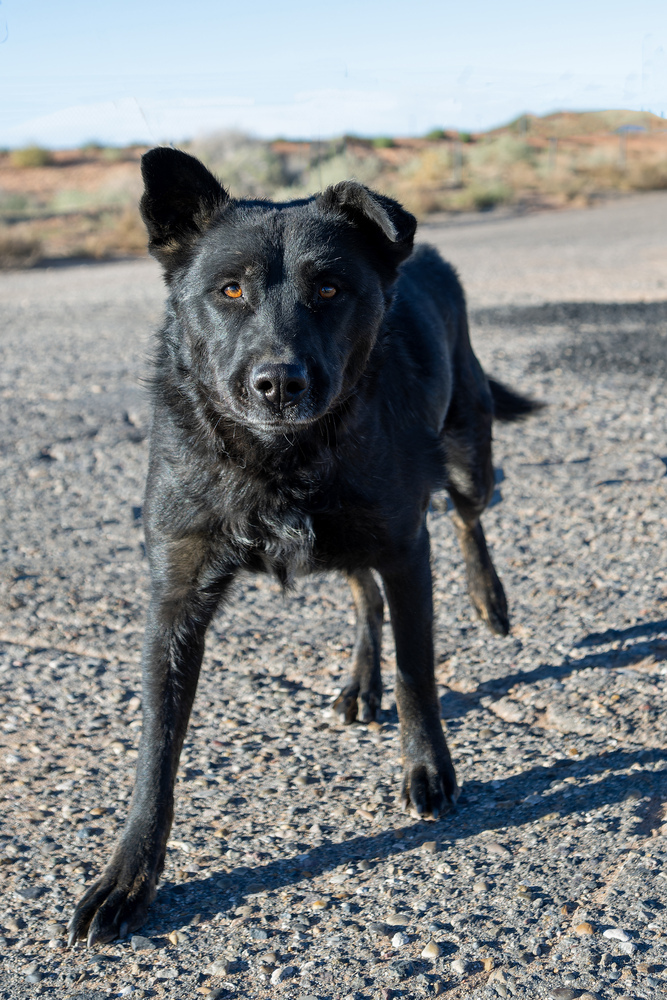 Mimi, an adoptable Shepherd in Page, AZ, 86040 | Photo Image 2