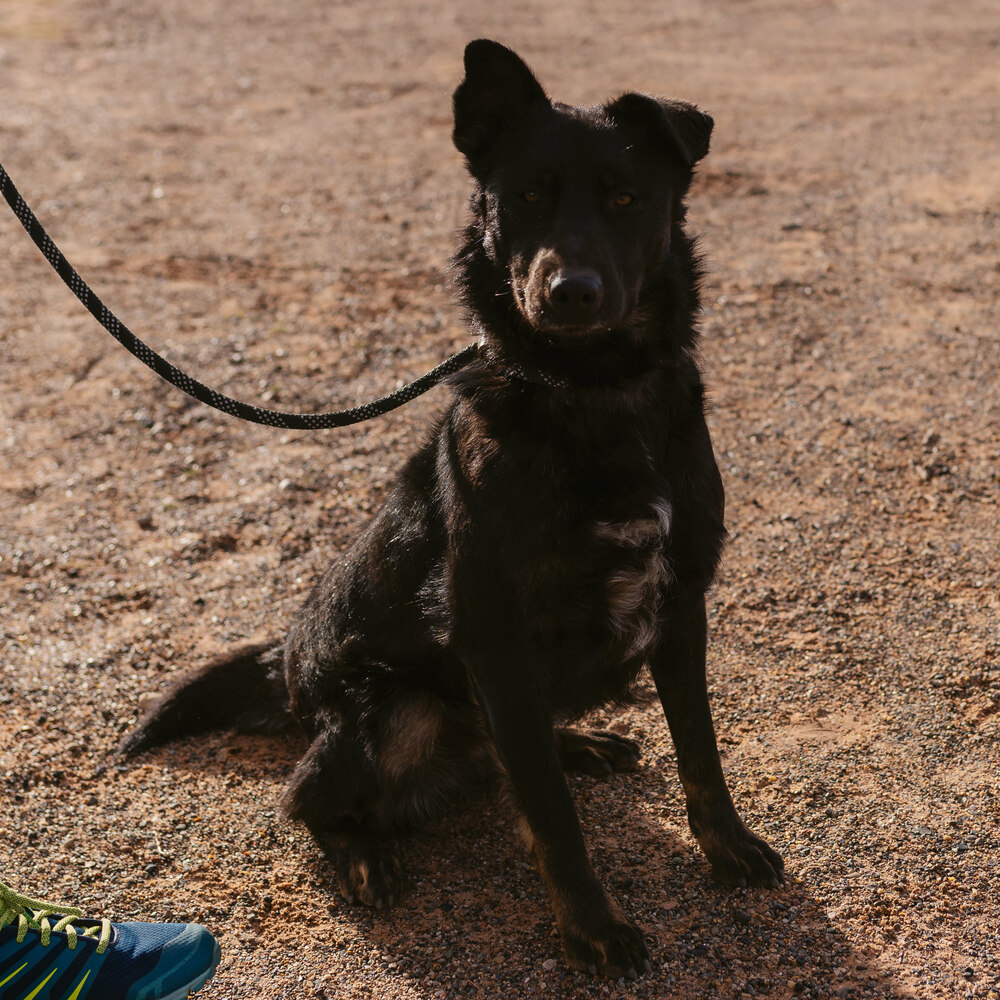 Mimi, an adoptable Shepherd in Page, AZ, 86040 | Photo Image 4