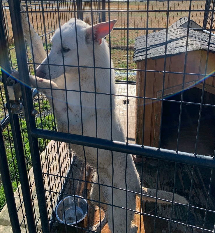 Cotton ("Junior")