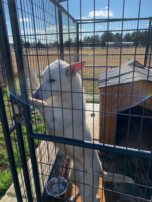 Cotton ("Junior")