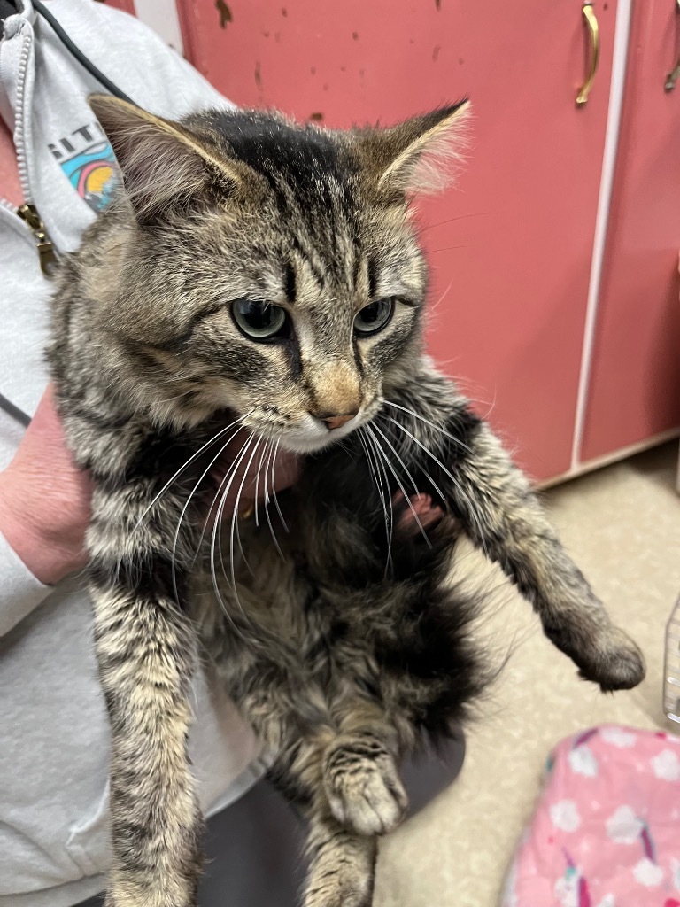 Titus, an adoptable Domestic Medium Hair in Virginia, MN, 55792 | Photo Image 1