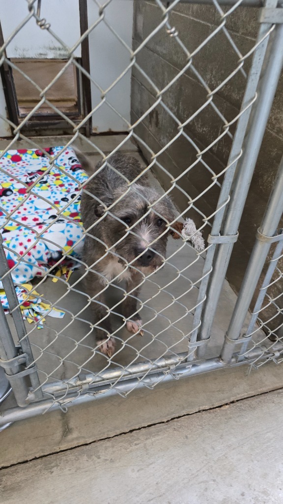 Henna, an adoptable Wirehaired Terrier in Virginia, MN, 55792 | Photo Image 1