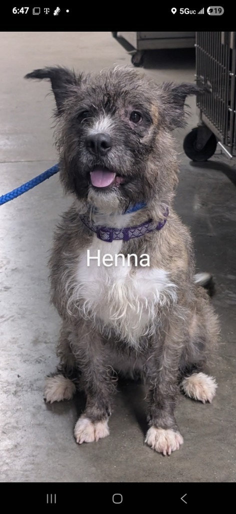 Henna, an adoptable Wirehaired Terrier in Virginia, MN, 55792 | Photo Image 1