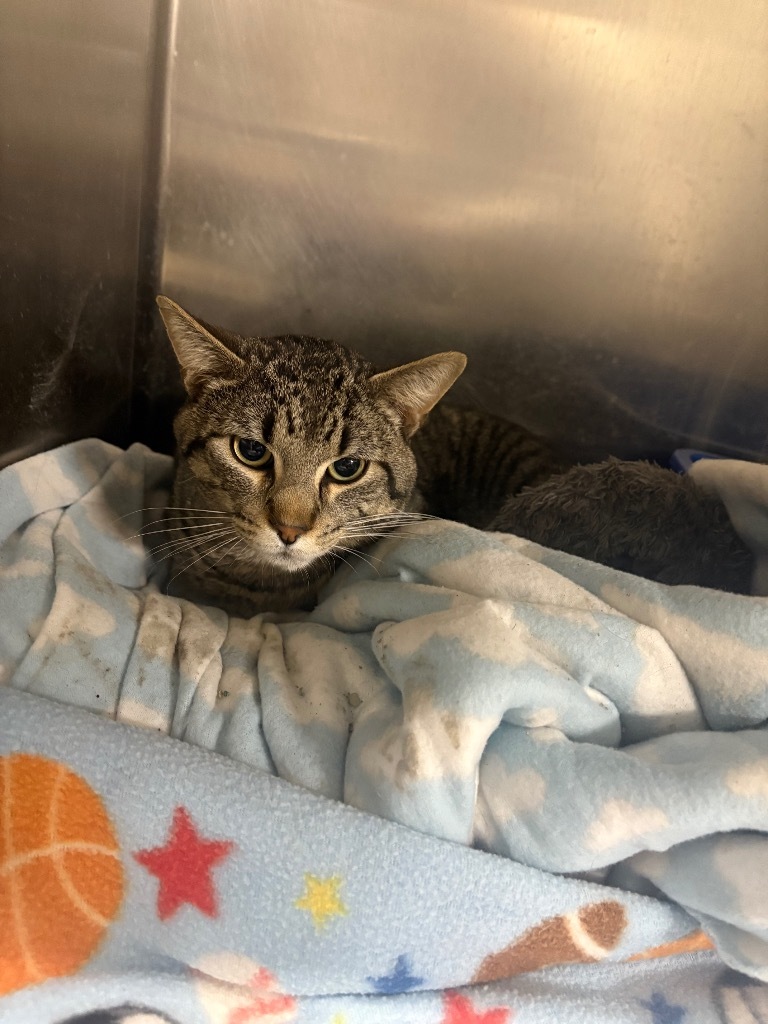 Alfy, an adoptable Domestic Short Hair in Virginia, MN, 55792 | Photo Image 1