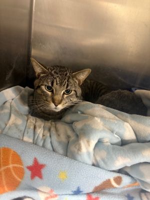 Alfy, Young Male Domestic Short Hair
