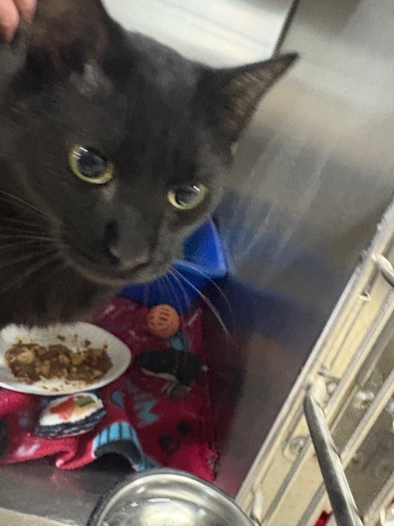 Jetty, an adoptable Domestic Short Hair in Virginia, MN, 55792 | Photo Image 1
