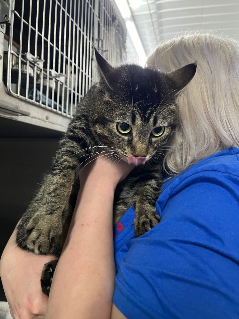 Tygg, an adoptable Domestic Short Hair in Virginia, MN, 55792 | Photo Image 1