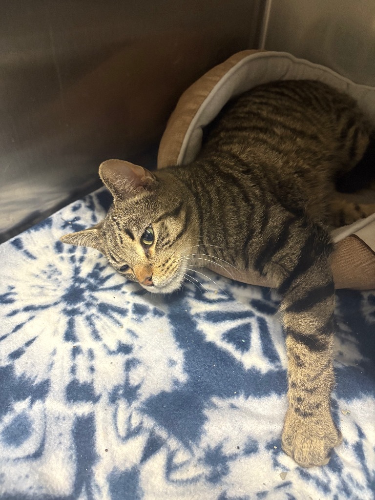 Bobby, an adoptable Domestic Short Hair in Virginia, MN, 55792 | Photo Image 1