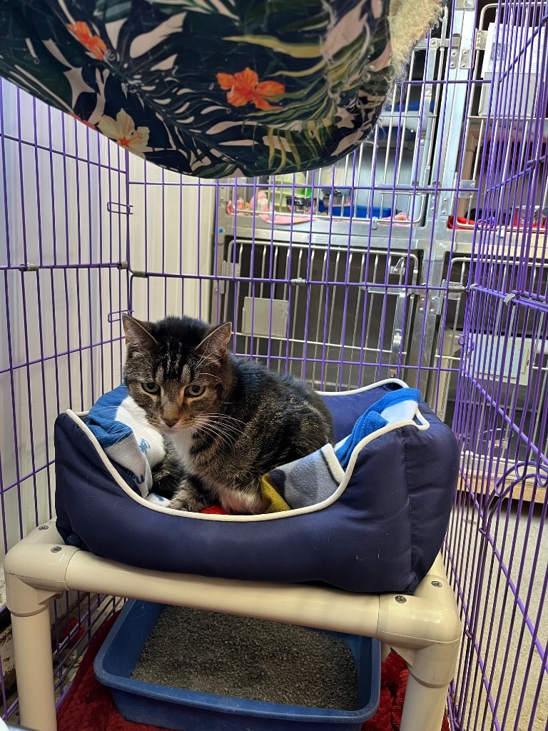 Nixi, an adoptable Domestic Short Hair in Virginia, MN, 55792 | Photo Image 1