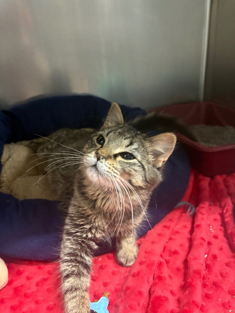Ruby, an adoptable Domestic Medium Hair in Virginia, MN, 55792 | Photo Image 1