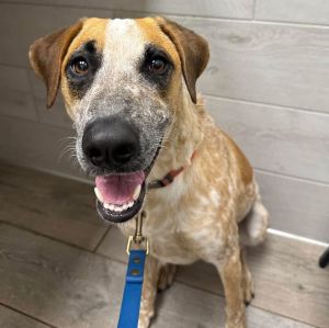 Copper, Adult Male Australian Cattle Dog / Blue Heeler