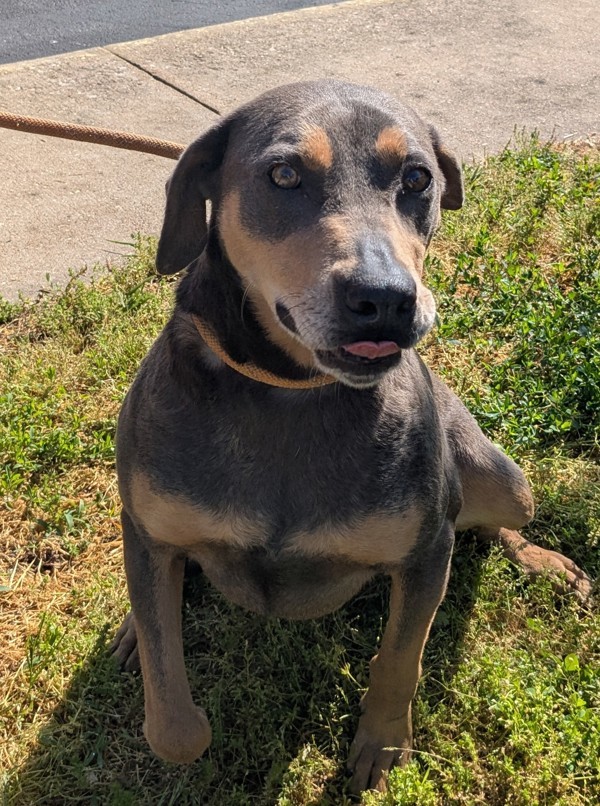 Ruger