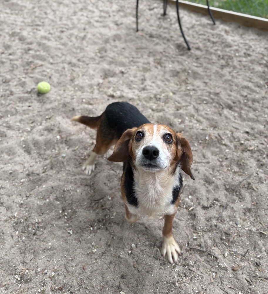 AAD Upcoming Arrival! Meet Ralphie - 25115