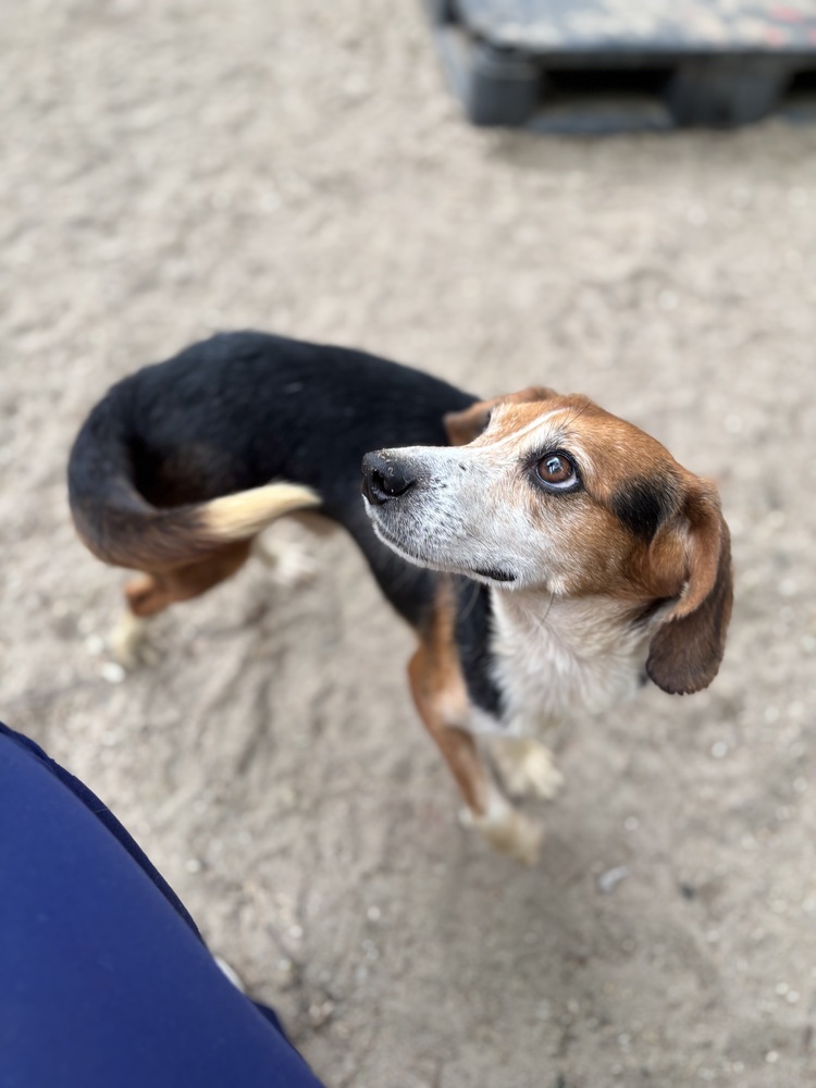 AAD Upcoming Arrival! Meet Ralphie - 25115