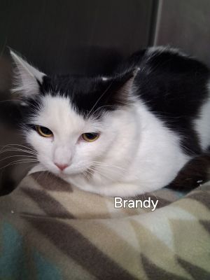 Brandy, Adult Female Domestic Medium Hair