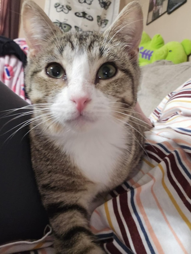 Pecan, an adoptable Domestic Short Hair in Emporia, KS, 66801 | Photo Image 1