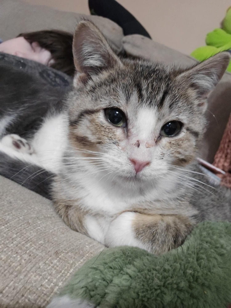 Pecan, an adoptable Domestic Short Hair in Emporia, KS, 66801 | Photo Image 2