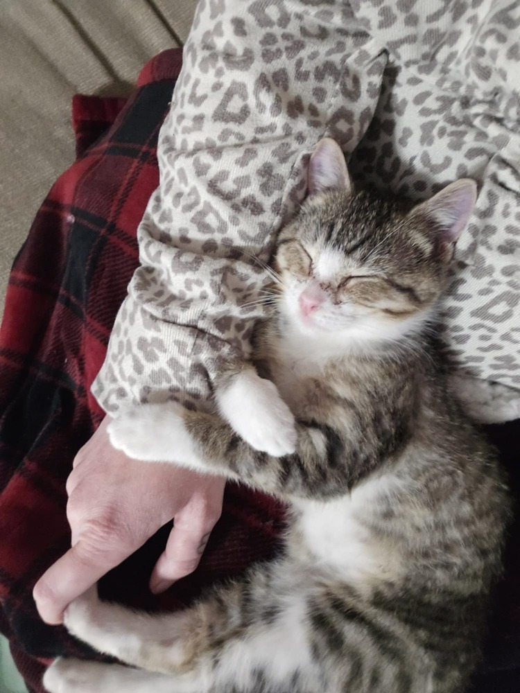 Pecan, an adoptable Domestic Short Hair in Emporia, KS, 66801 | Photo Image 3