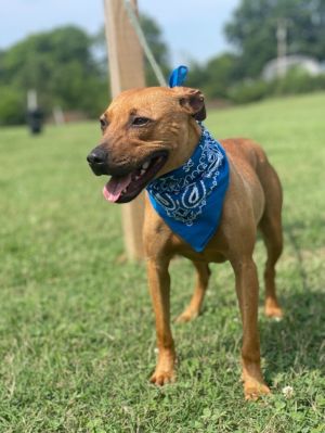 Hercules is a low riderlap lover kind of guy at just over two-years-old and 35 pounds He has a nic