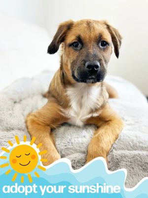Angler, Baby Male Shepherd