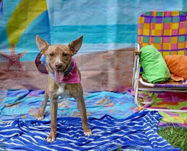 Hazelnut thumbnail 2